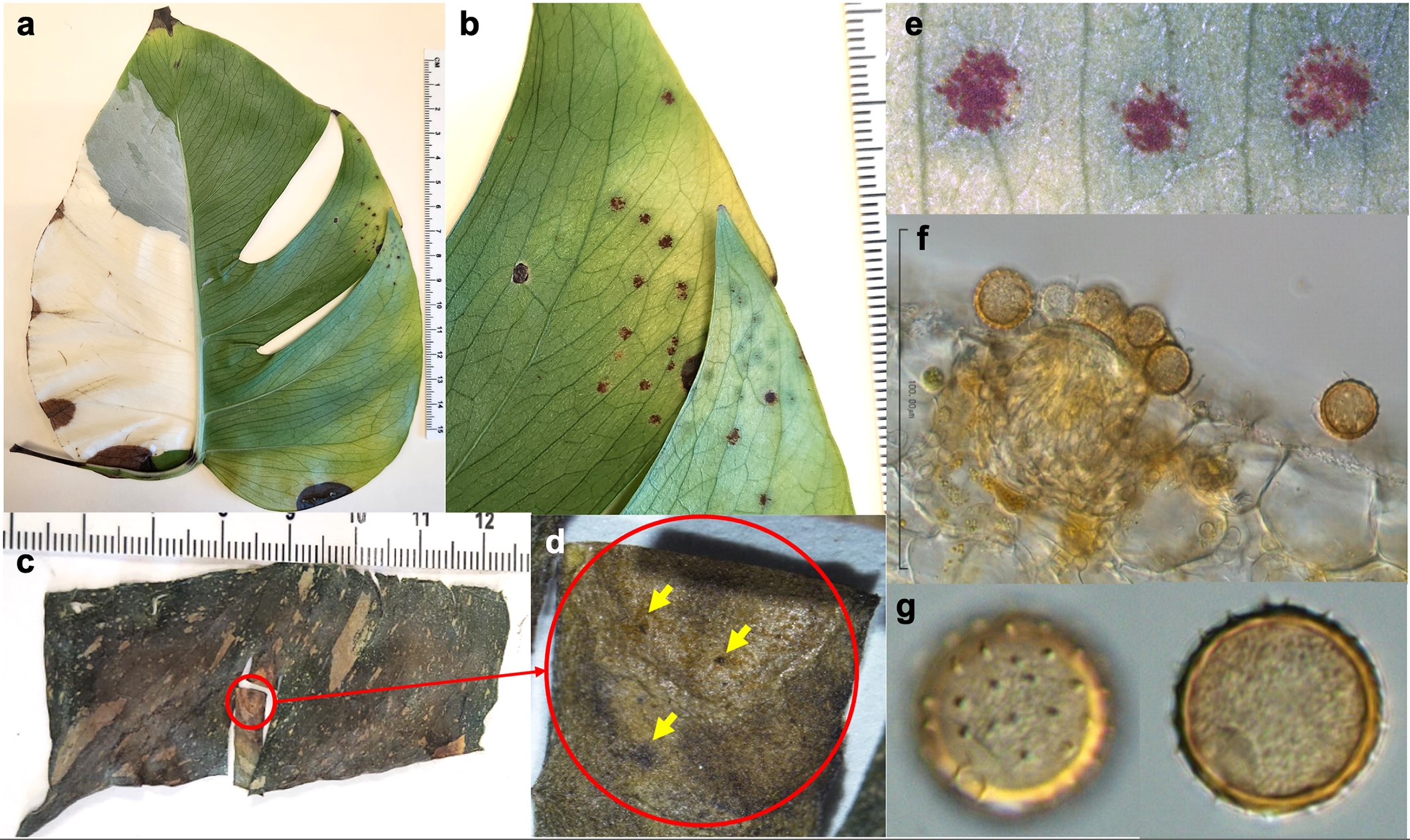 Pseudocerradoa