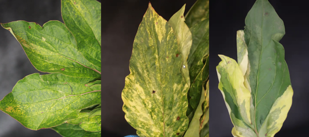 Three peony leaves showing symptoms of disease