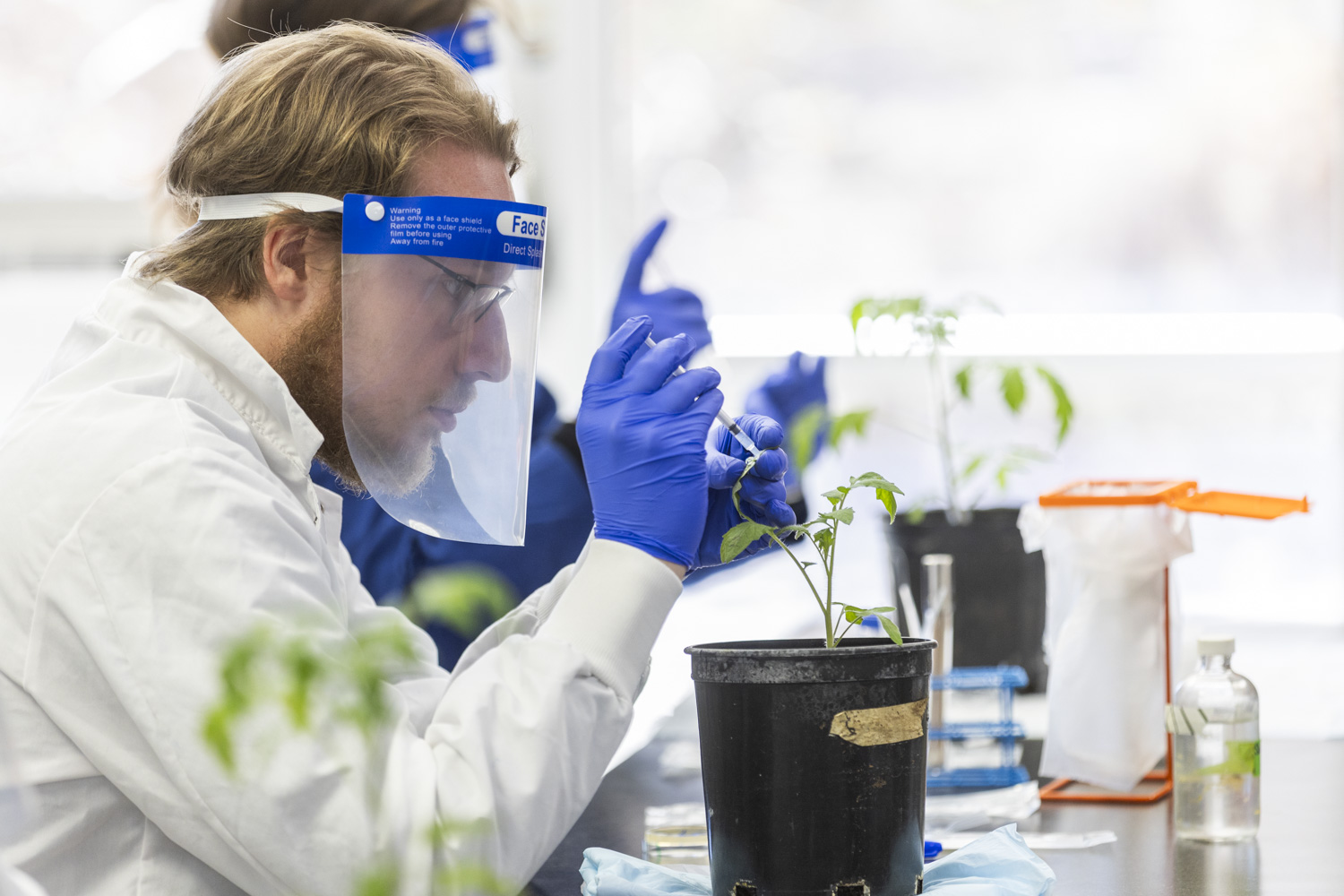 A man wearing a face shield inoculating a plant