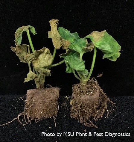 Young geraniums with bacterial wilt symptoms