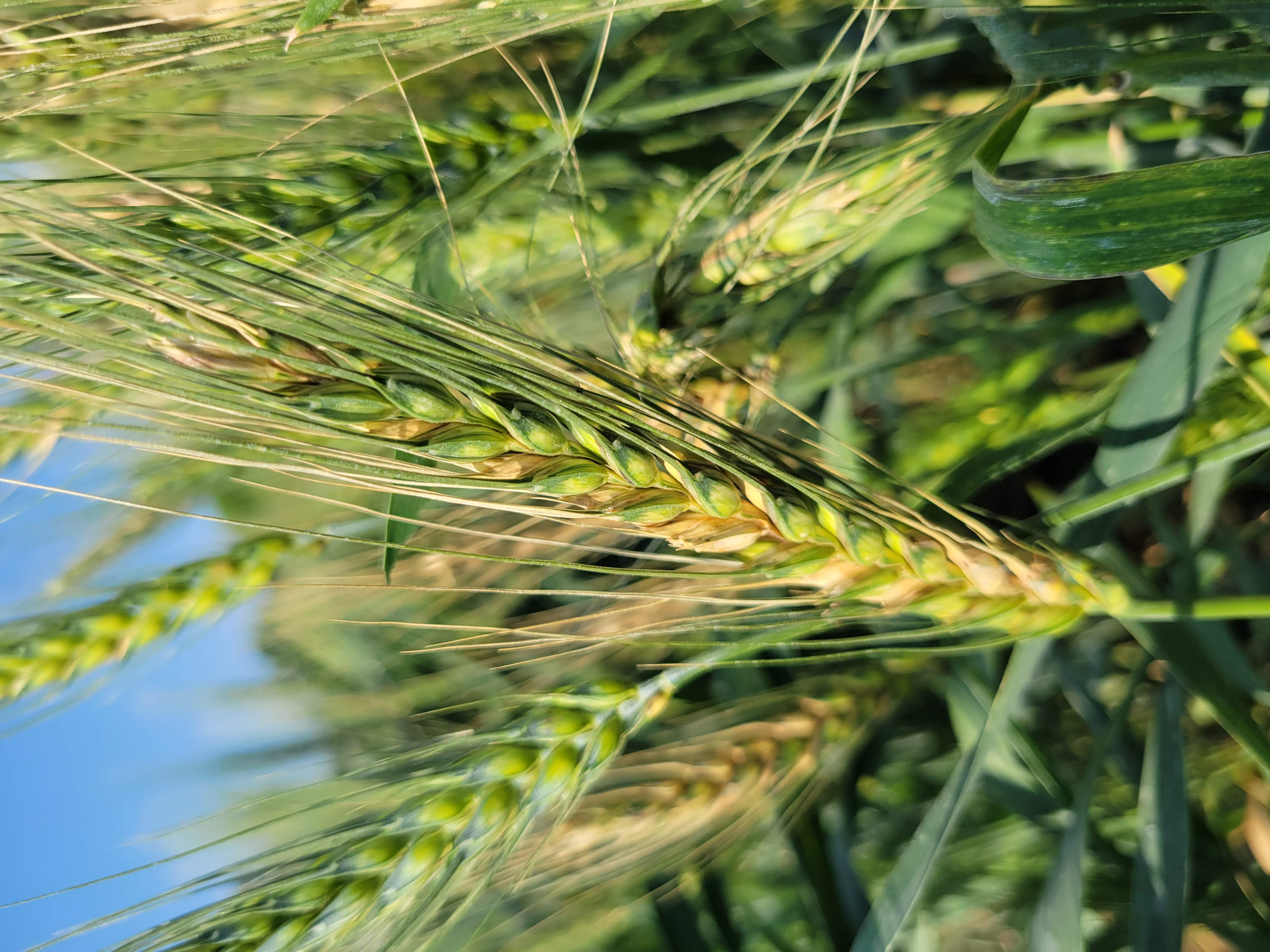 A healthy stem of wheat