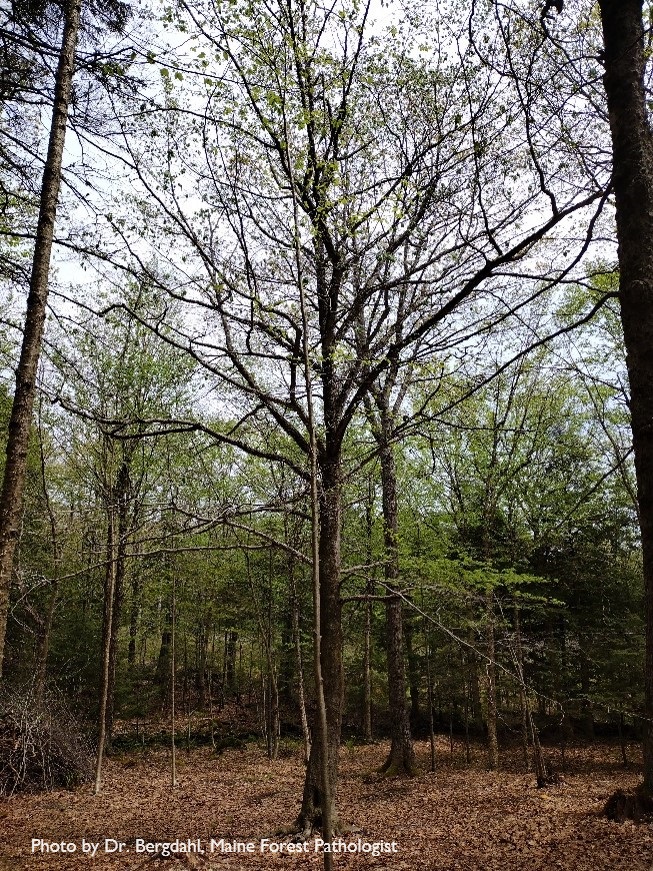 A beech tree dying in Maine from beech leaf disease infection, just two years from the first detection in the state.