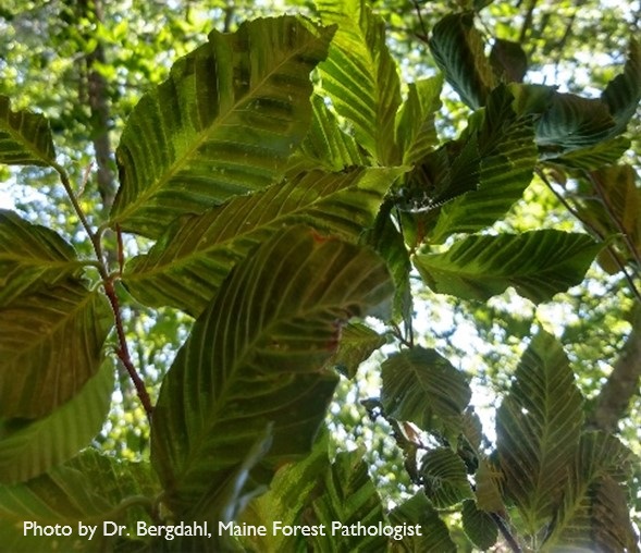 Symptoms of beech leaf disease