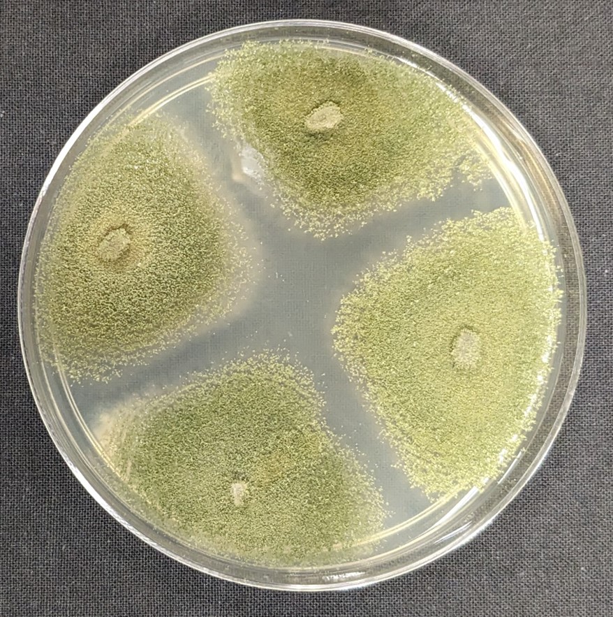 Aspergillus flavus, aflatoxin-producing fungus recovered from molded sunflower seeds and their sprouts