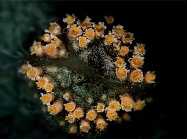 A rust fungus on plant material